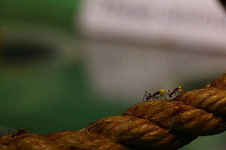 45518-28704777162_6f02b062e7_n