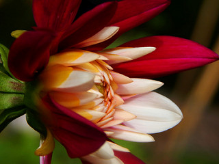 29620877344_82481c002e_n