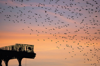 25298250528_ce32910365_n